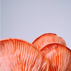 猴頭菇菌絲體